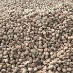 Raw-cashew-seeds-1