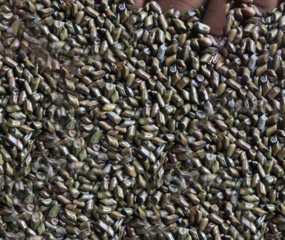 Cassia Tora Seeds