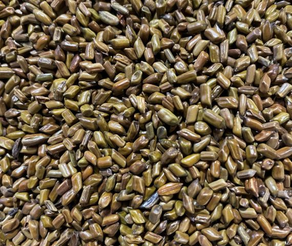 Cassia Tora Seeds