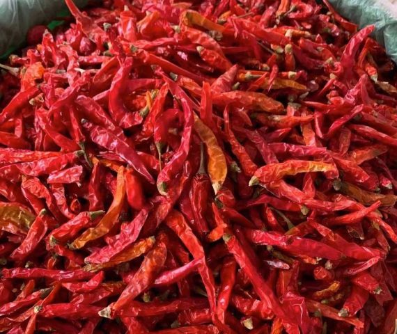 Red Chili Pepper