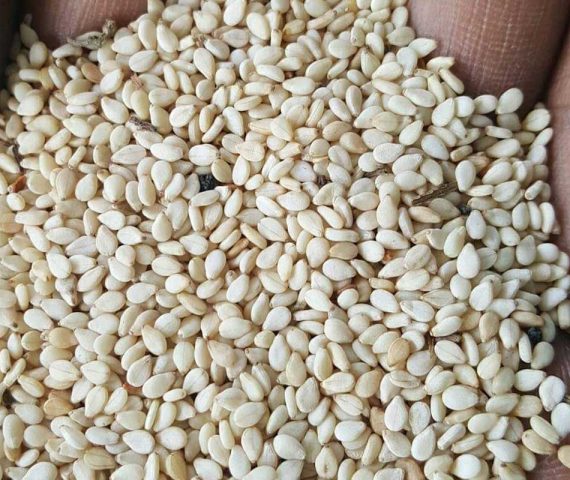 Sesame Seeds