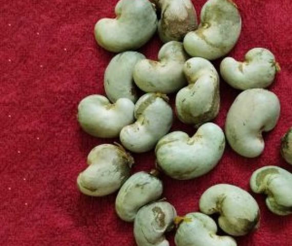 Raw Cashew Nuts