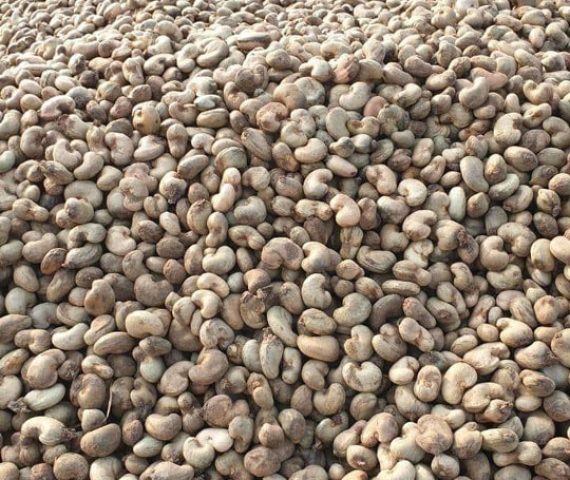 Raw Cashew Nuts