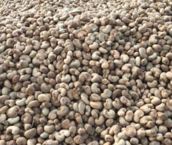 Raw Cashew Nuts