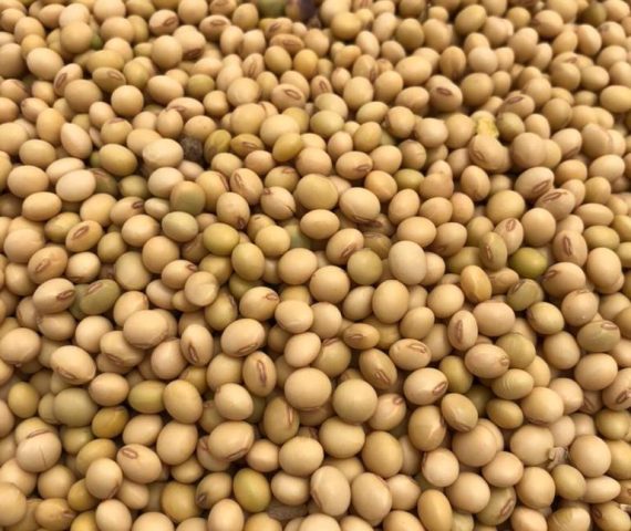 Soya Beans
