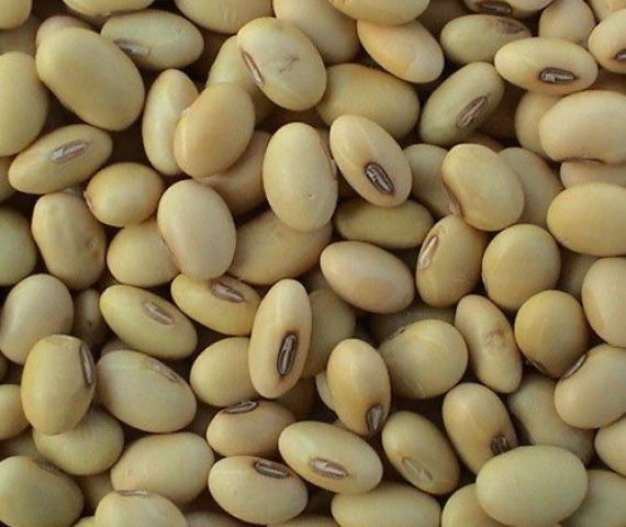 Soya Beans