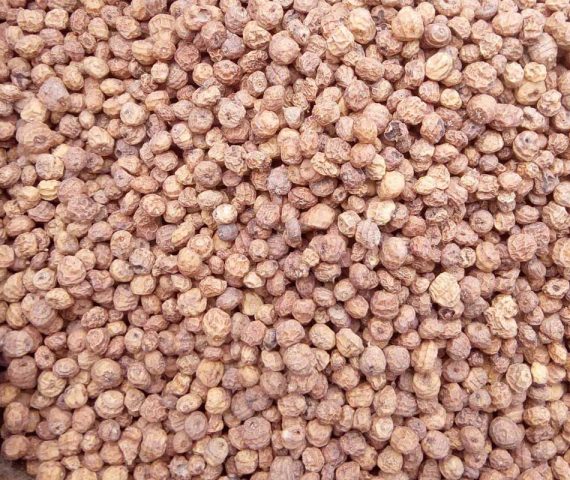 Tiger Nuts