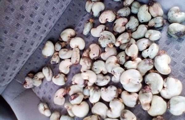 Cashew seed Cashew seed