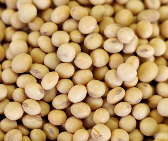 Soya Beans