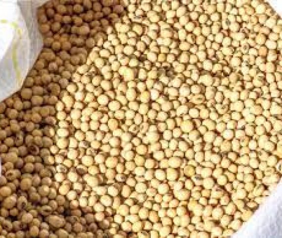 Soya Beans