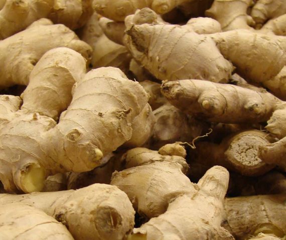 Ginger